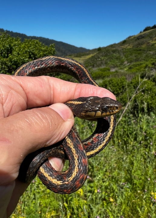 Coast Garter Snake